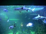 SydneyAquariumDSC00424.jpg