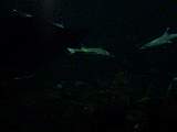 SydneyAquariumDSC00579.jpg